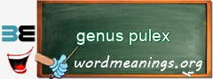 WordMeaning blackboard for genus pulex